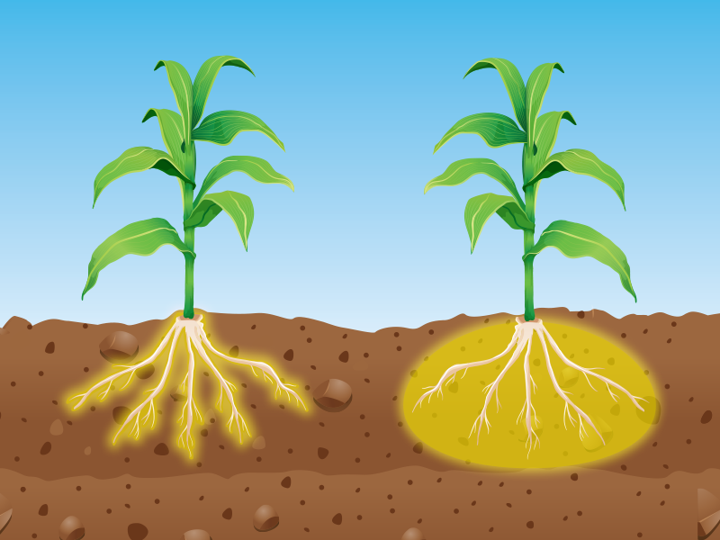 Roots, Soils, and Nutrient Uptake